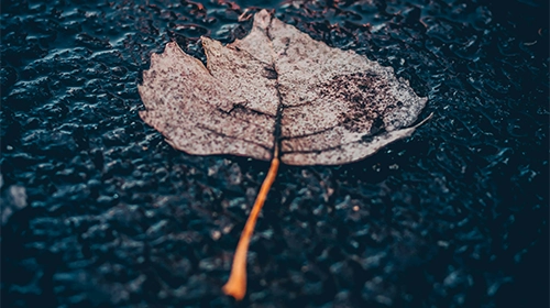 Blog Image - Rain-Proof Your Home: Top Plumbing Tips for Surviving Florida’s Wet Season